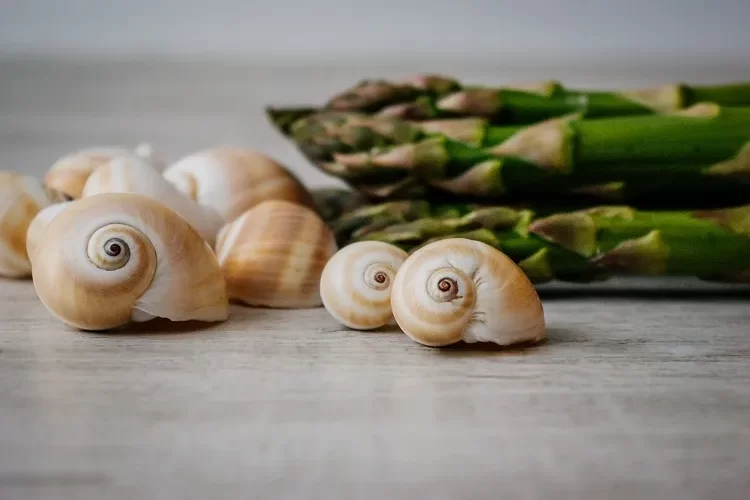comment nétoyer les escargots du mucus pour les cuisinier