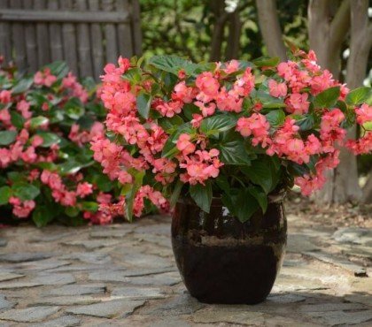 comment planter des bégonias en jardinière