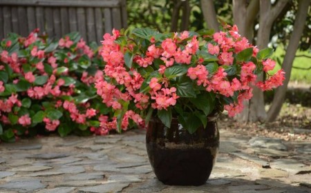 comment planter des bégonias en jardinière