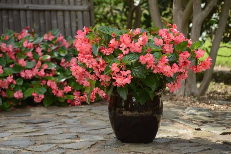 comment planter des bégonias en jardinière