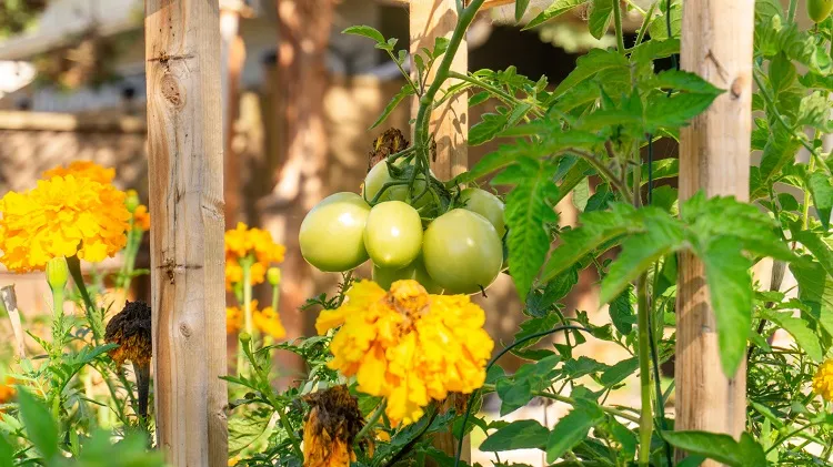 comment planter des tomates au pied près des haricots verts jardin potager astuces plantation