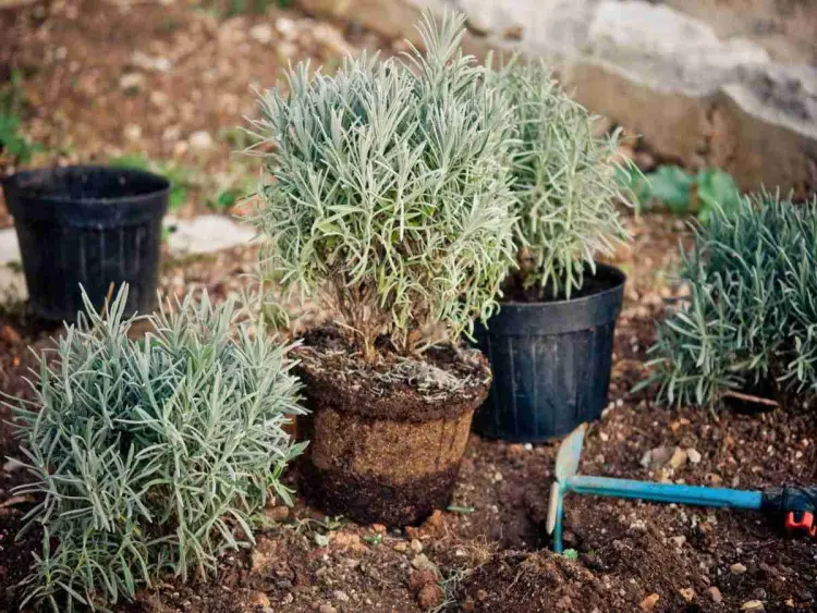 comment planter la lavande en terre jardin
