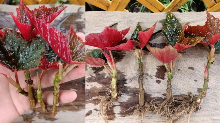 comment planter le begonia en pot et en pleine terre
