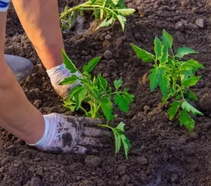comment planter les tomates en pleine terre instructions vidéo que planter à côté des tomates