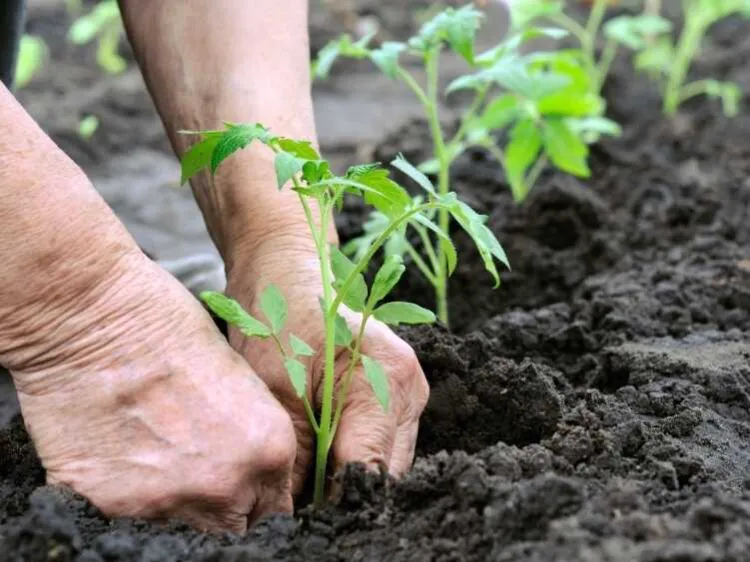 comment planter ses plants de tomates pour avoir beaucoup de tomates sur un pied cet été astuces emplacement arrosage fertilisation