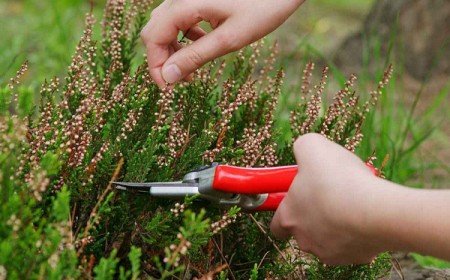 comment quand tailler la bruyère en pot jardin erica été