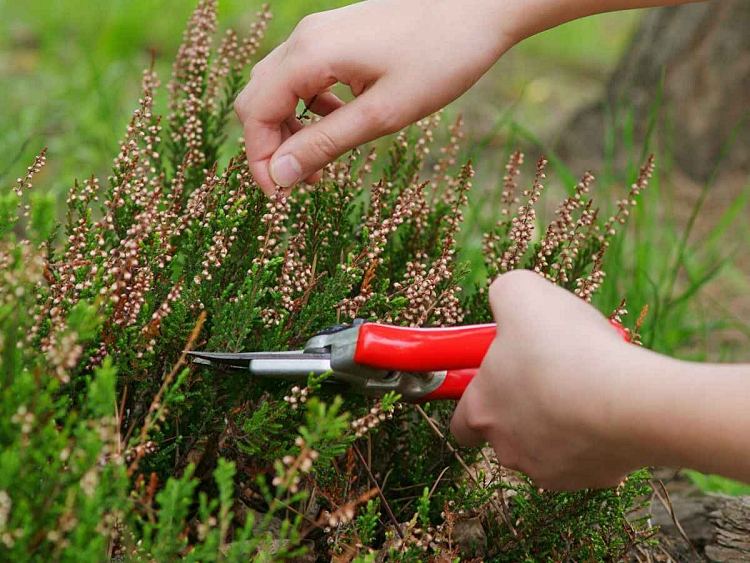 comment quand tailler la bruyère en pot jardin erica été