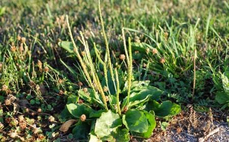 comment reconnaitre mauvaises herbes courantes jardin avec photos plantain