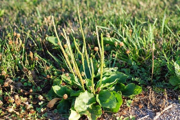 comment reconnaitre mauvaises herbes courantes jardin avec photos plantain