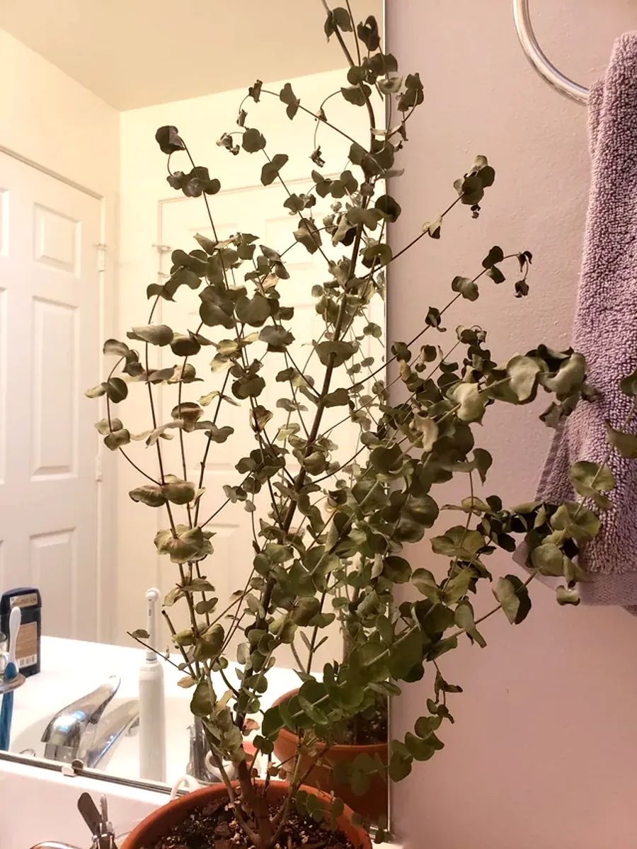 comment sauver un eucalyptus trop sec