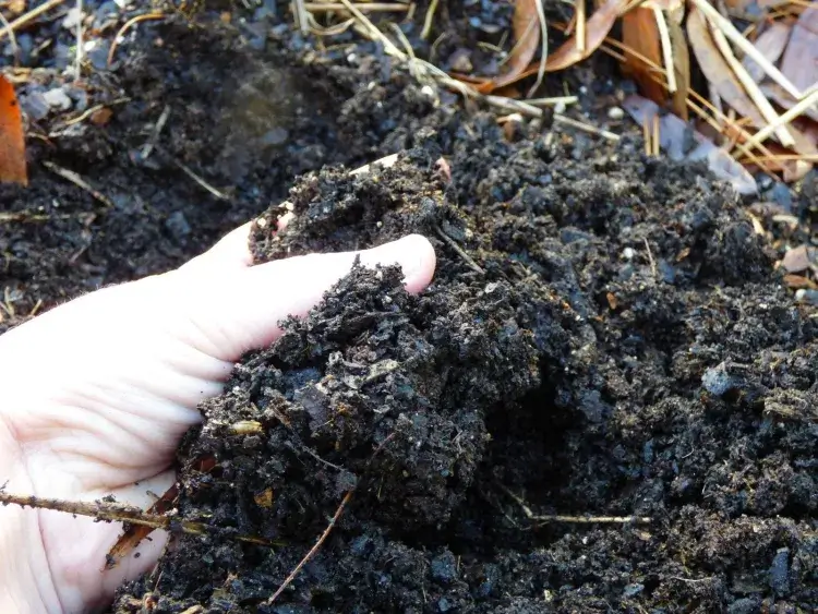 comment savoir si le compost est bon