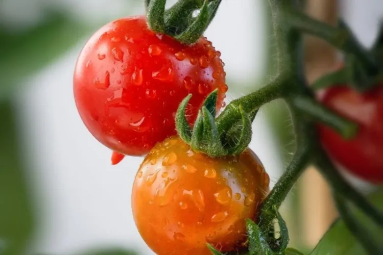 comment savoir si un plant de tomate a soif