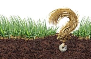comment se débarrasser de gros vers blancs dans la terre