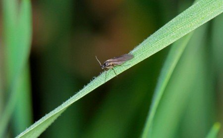 comment se débarrasser des sciarides naturellement larves plantes jardin maison