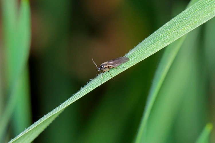 comment se débarrasser des sciarides naturellement larves plantes jardin maison