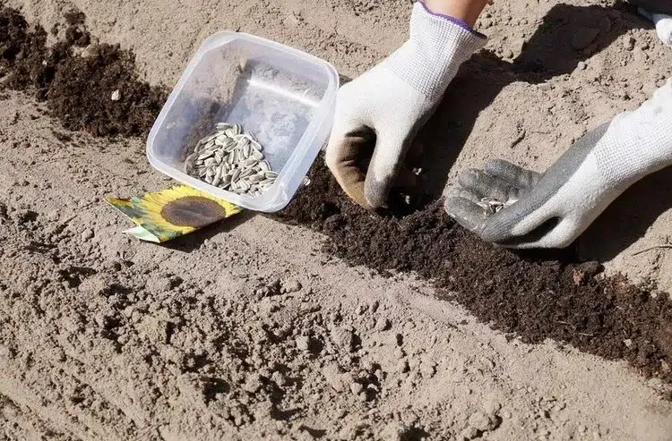 comment semer le tournesol en pleine terre guide de plantation étapes à suivre entretien