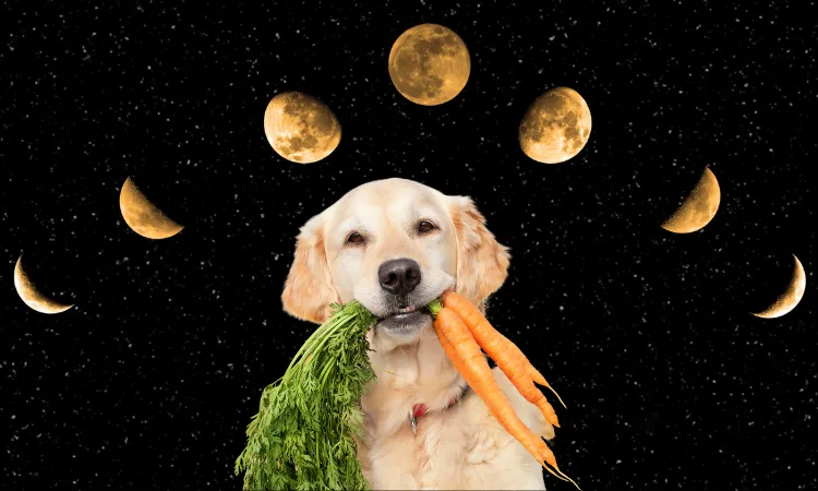 comment semer les carottes avec la lune