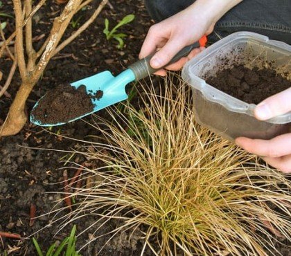 comment utiliser marc de café comme engrais jardin quelles plantes