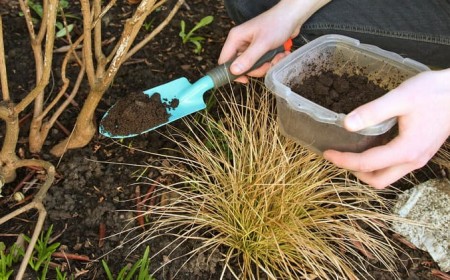 comment utiliser marc de café comme engrais jardin quelles plantes
