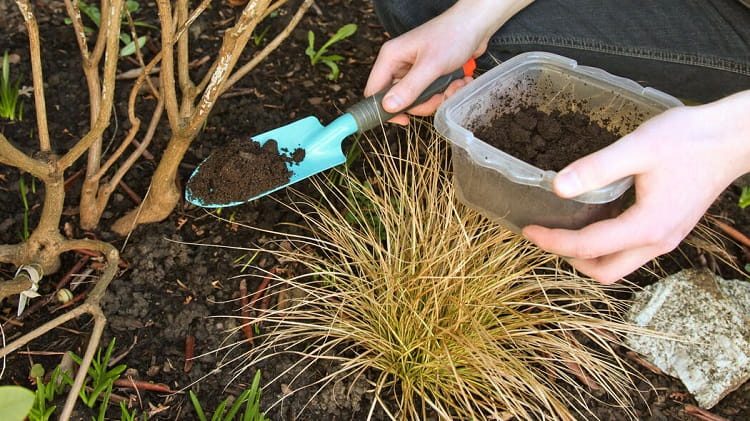 comment utiliser marc de café comme engrais jardin quelles plantes