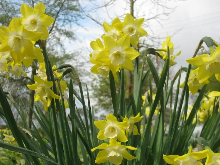 couper les jonquilles après floraison pleine terre conteneur fleur jaune vif prédécesseure printemps