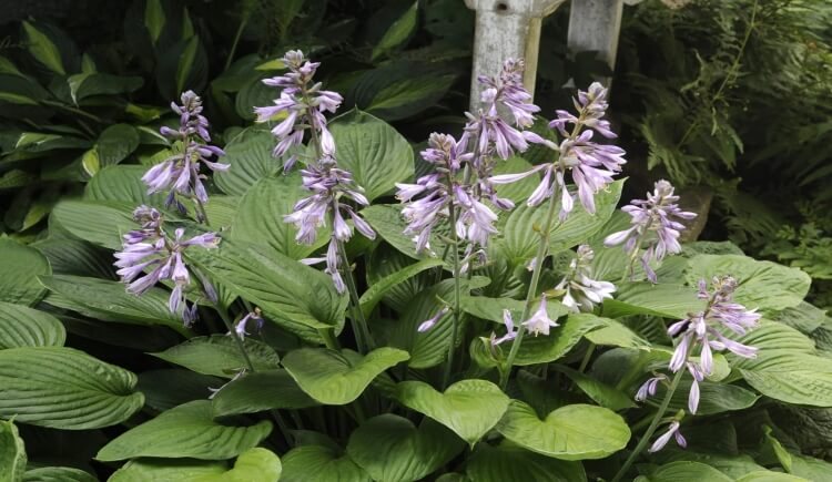 couvre sol persistant hosta sieboldiana elegans lys plantain feuillage charnu luxuriant