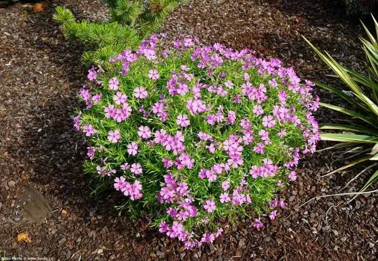 créer un jardin de rocaille phlox rampant changer couleur fleurs bleues violettes roses bicolores