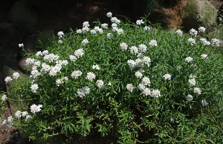 créer un jardin de rocaille réussir excellent contraste fleurs blanches iberis sempervirens toujours vert
