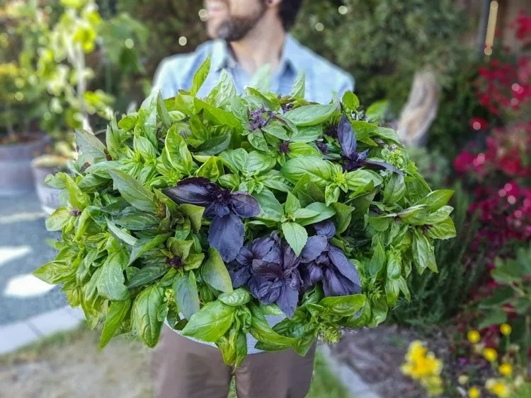 cultiver le basilic herbe aromatique plébiscitée cuisine bienfaits santé recettes minceur
