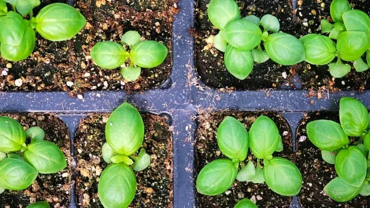cultiver le basilic taux germination élevée planter plusieurs graines même espace