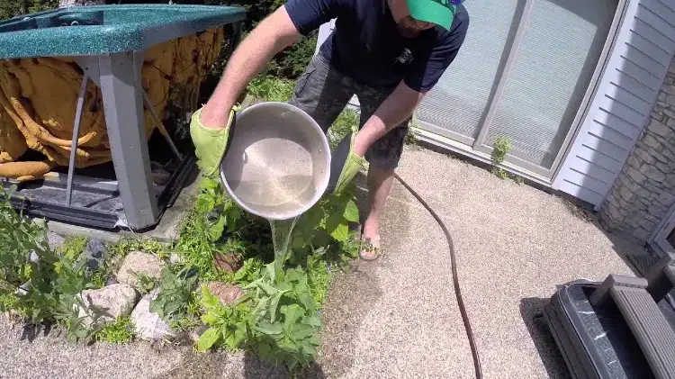 désherbant naturel maison eau de cuisson pour supprimer les pissenlits dans une pelouse