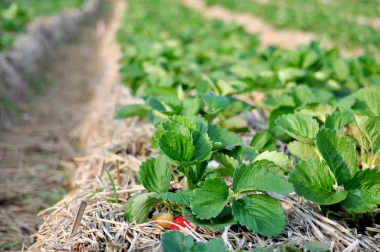 entretien des fraisiers printemps par étapes optimiser récolte été