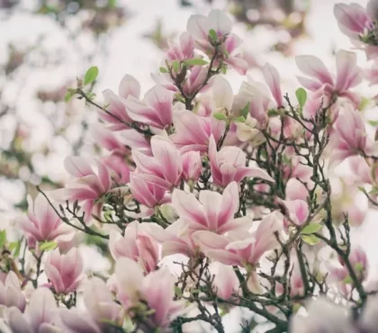 entretien du magnolia au printemps comment entretenir un magnolia extérieur arrosage du magnolia taille engrais