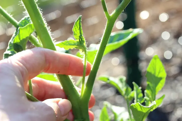 faut il effeuiller les plants de tomate comment faire pourquoi consils entretien taille effeuillage plants tomates