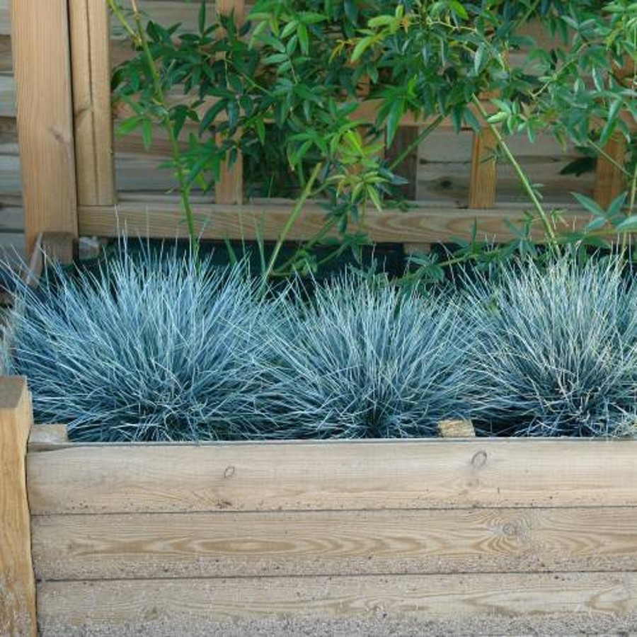 fétuque bleue sur balcon plein soleil