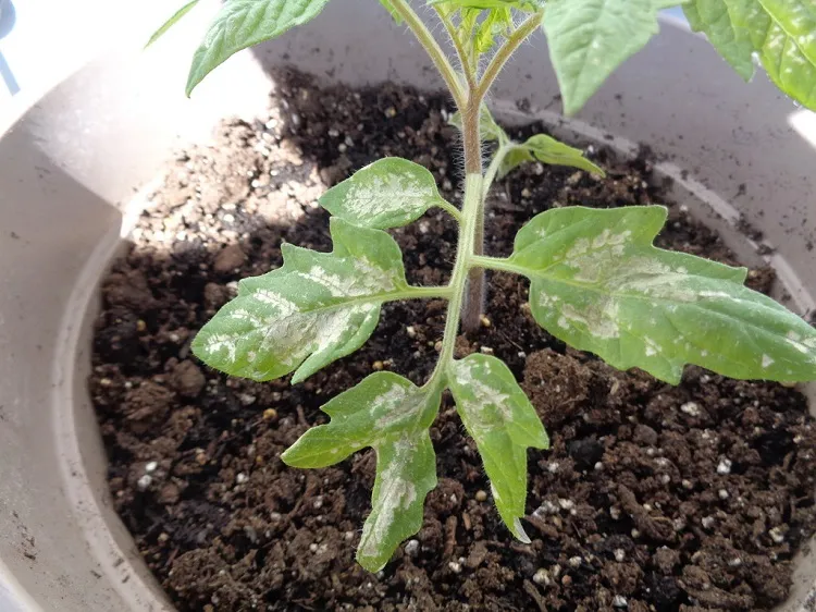 feuilles de jeunes plants tomates qui s'enroulent