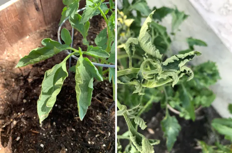feuilles de tomates qui s'enroulent maladies autres causes pourquoi