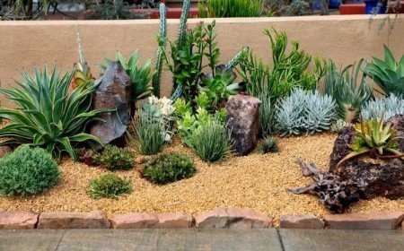 fiche comment faire un jardin de cactus extérieur quelques étapes faciles