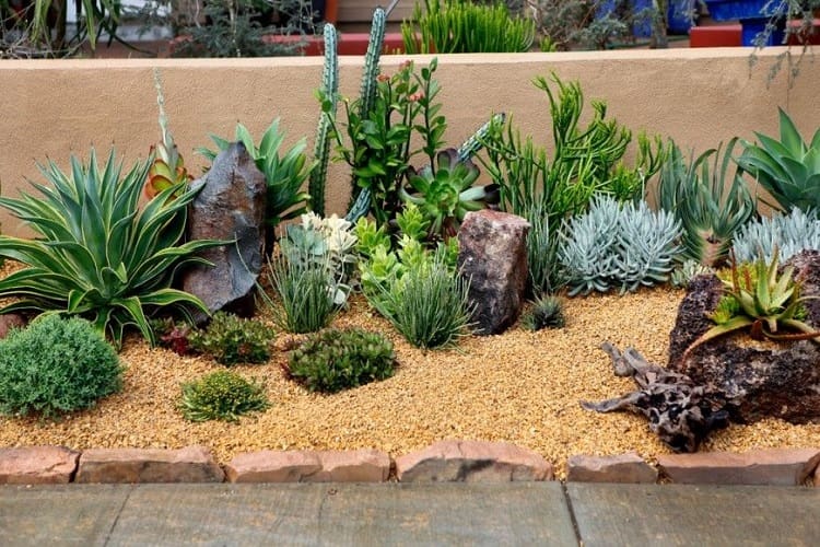 Faire un jardin de cactus: exemple
