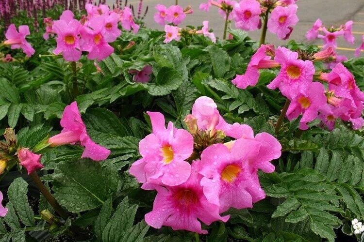 fiche culture incarvillea delavayi plante anti taupes efficace attractive