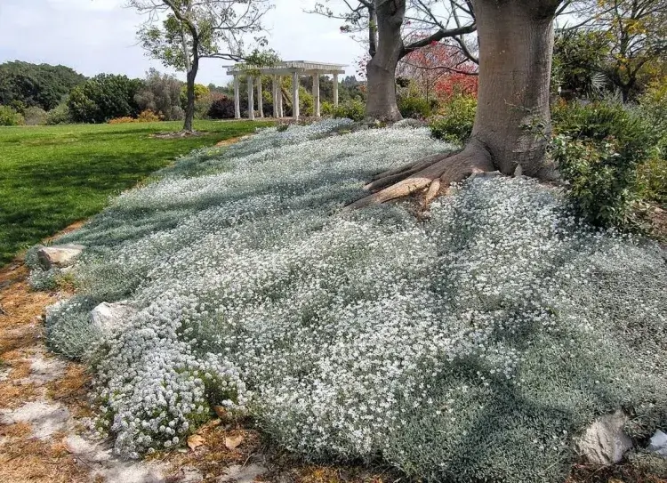 fleur couvre sol persistante sans entretien cerastium tomentosum