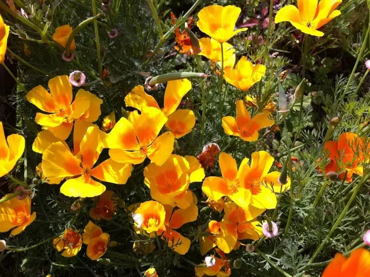 fleurs pour jardin sud plein soleil pavot de californie