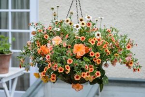 fleurs retombante extérieur soleil idée