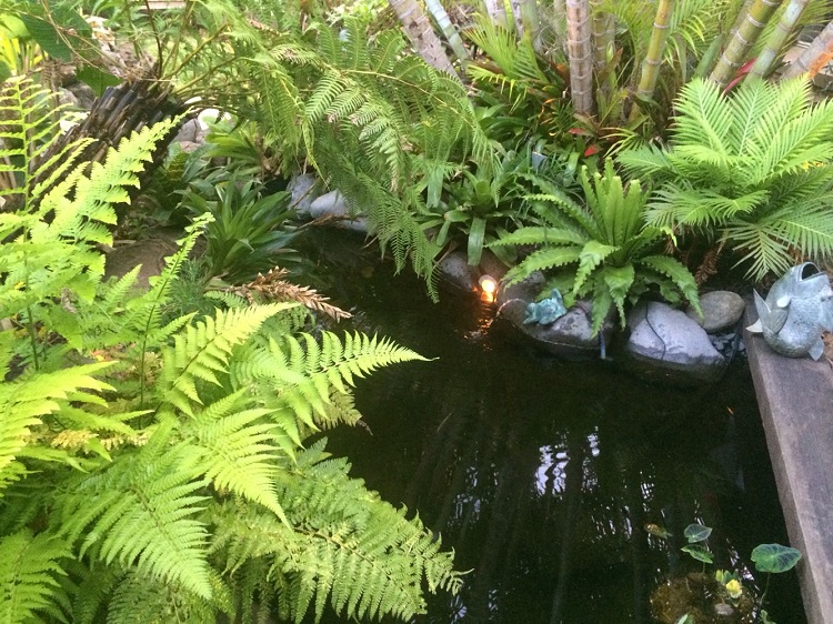 fougere plante sol humide bords bassin jardin piscine fontaine