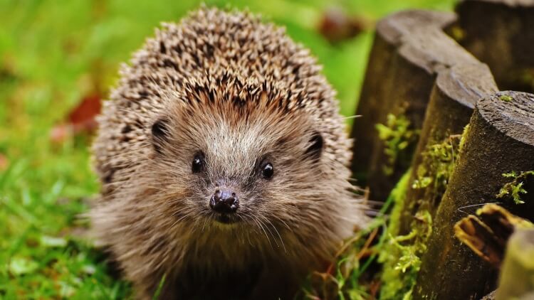 garder un hérisson dans son jardin