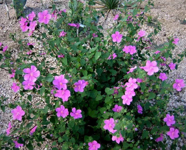 heliantheme plantes vivaces fleuries basses couvre sol jardin mi ombre rocaille bourdures fleuries