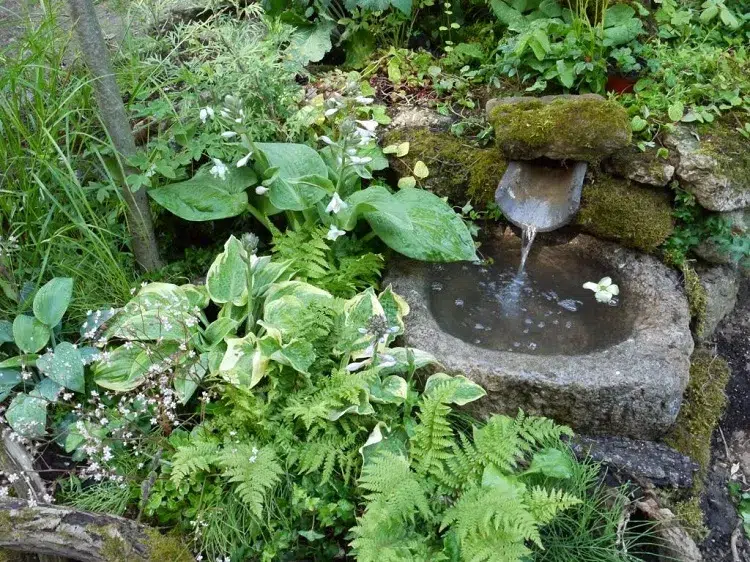 hostas idées plante bord bassin fontaine extérieur jardin