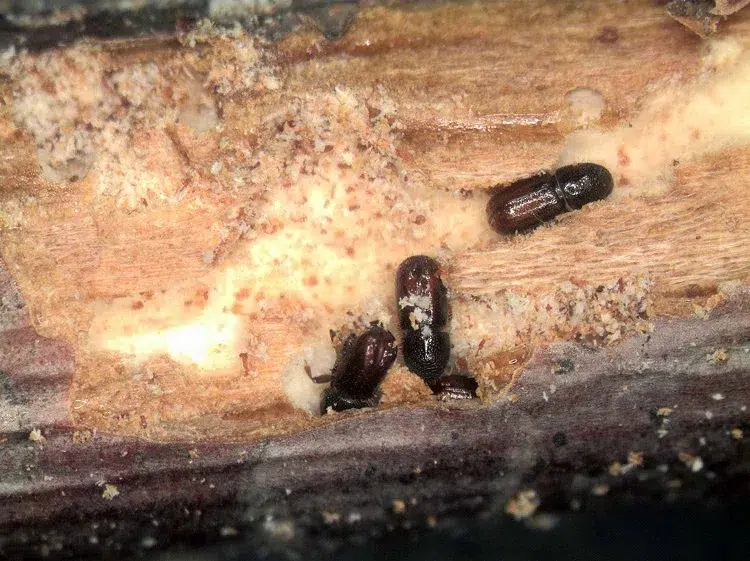 insectes qui tuent les arbres mangent bois scolytes traitement prévention