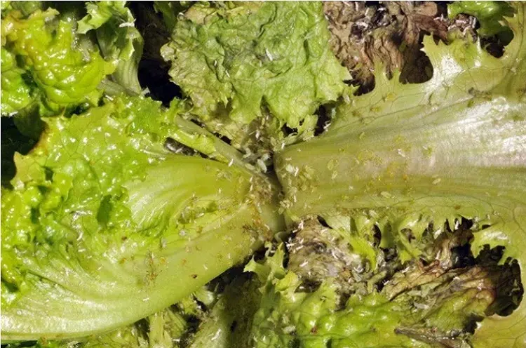 insectes verts sur la laitue salade verte jardin