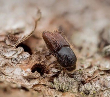 insectes xylophages ravageurs qui tuent arbres mangent le bois écorce traitement prévention
